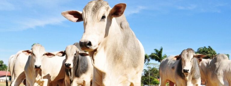 Embargo da UE à proteína animal exige virada de chave na rastreabilidade até setembro