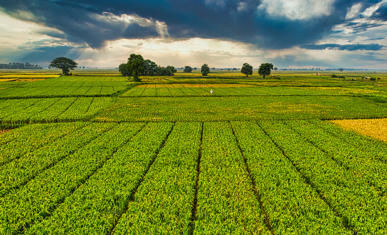 Agro inicia quarta-feira atento ao clima, dólar e demanda internacional