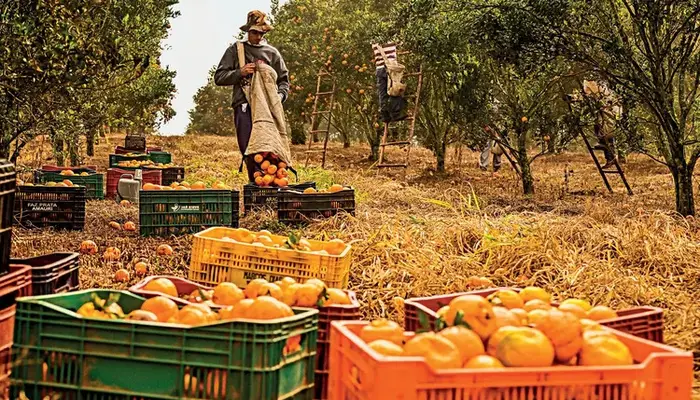 Agro cria 30,5 mil empregos em junho e café lidera geração de vagas no ano