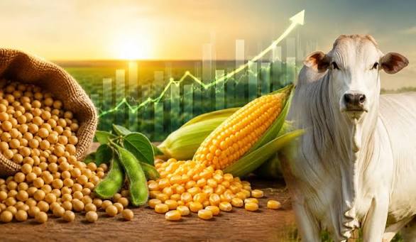 Agro inicia agosto entre queda do petróleo, clima nos Estados Unidos e pressão sobre as margens