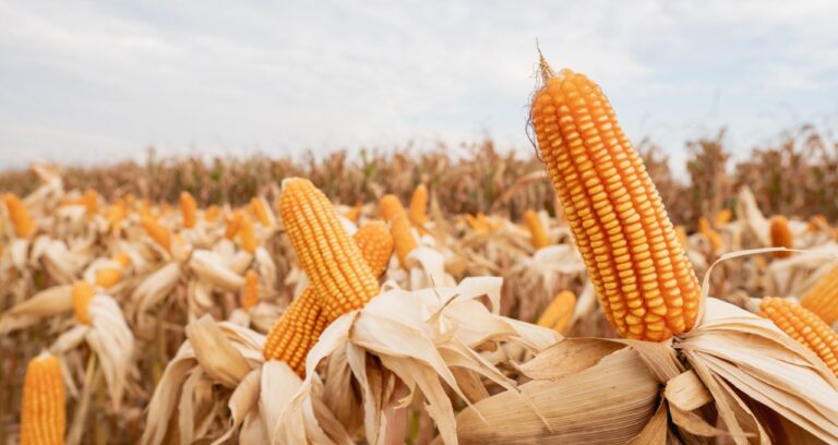 Milho e trigo ganham suporte após USDA reduzir estimativas de produtividade