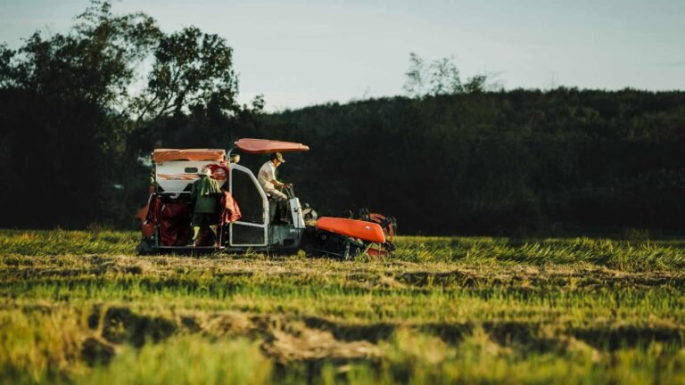 Agro inicia nova safra com soja sustentada e boi valorizado
